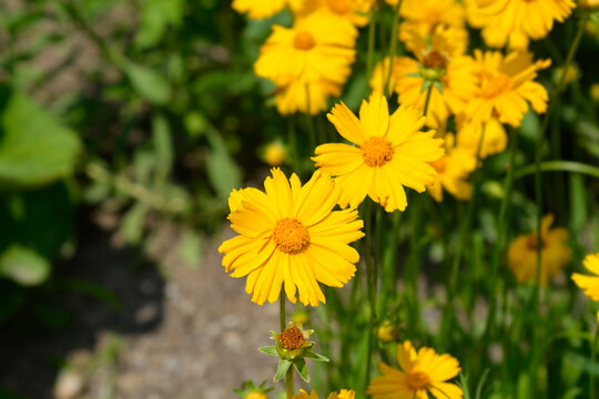 Star tickseed flowers