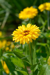 Bon Bon Marigold flower