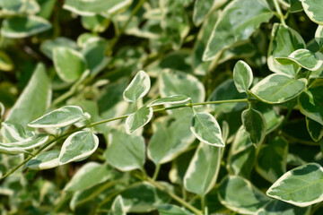 Variegated Greater periwinkle leaves