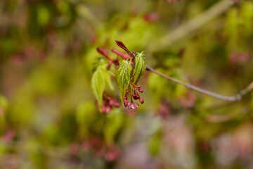 Japanese Maple branch with flowers