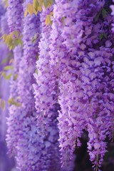 Cascading wisteria blooms creating a lilac-hued curtain of natural beauty