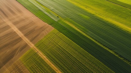 Aerial top view of panorama seen from above of the plain with the cultivated fields divided into geometric shapes in spring background, copy space