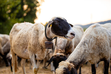 Group of white sheep close up portraits on defocused background field of yellow straw dry grass. One sheep with dark ears looking looking on the right