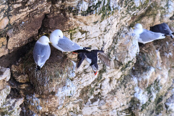 Puffins at Play: A Glimpse of Wildlife on Bempton Cliffs