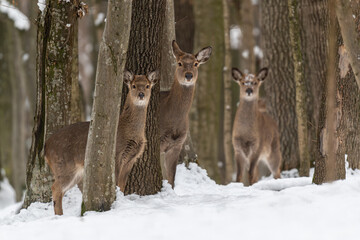Three roe deers in the winter forest with snowfall. Animal in natural habitat