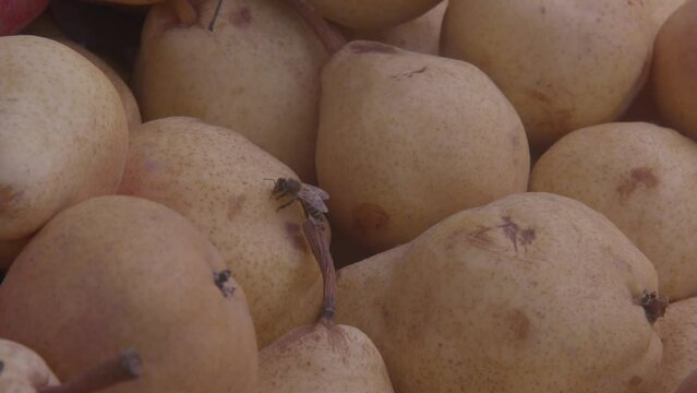 Abeja se alimenta de fruto de pera