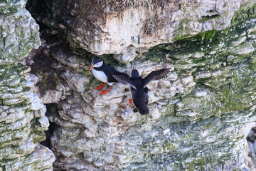 Puffins at Play: A Glimpse of Wildlife on Bempton Cliffs
