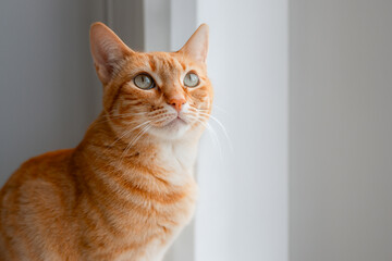 Brown tabby cat with green eyes looks up. close up