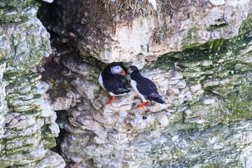 Puffins at Play: A Glimpse of Wildlife on Bempton Cliffs