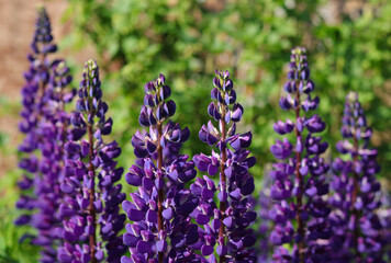 Purple Lupin flowers blooms in the field. Bunch of lupines summer flower background. Violet spring and summer flower. Pink flowers Lupine a green background. Lupinus. Fabaceae Family. Blooming lupine