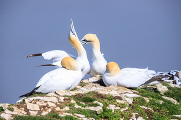 Elegant Gannets Perched on Coastal Rocks