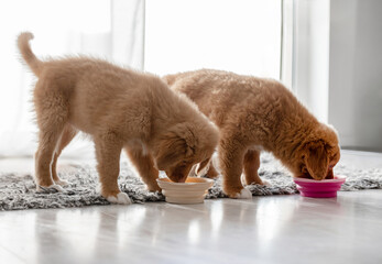Two Toller Puppies Are Drinking From Bowls At Home, A Breed Known As Nova Scotia Duck Tolling Retriever