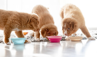 Three Toller Puppies Are Eating Food From Bowls At Home, A Nova Scotia Duck Tolling Retriever Breed