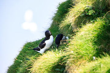 Razorbill Birds Nesting on the Green Cliffs of Bempton, York