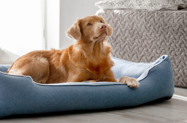 Toller, A Nova Scotia Duck Tolling Retriever Dog, Lies In A Blue Bed