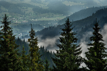 Green summer mountain with spruce forest. View of green mountains in foggy clouds through the coniferous branches of the forest.