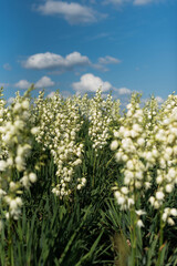 Many Yucca flower plants under a blue clear sky in a park outside the city