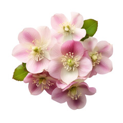 Fototapeta na wymiar flower - Bubblegum Pink...Bouquet. Hellebore: Serenity and tranquility
