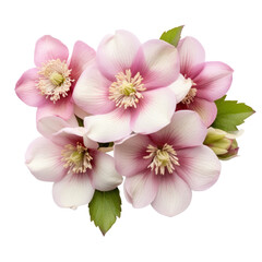 Fototapeta na wymiar flower - Cotton Candy Pink...Bouquet. Hellebore: Serenity and tranquility