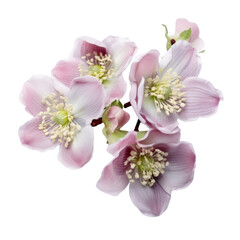 Naklejka na ściany i meble flower - Lavender Pink...Bouquet. Hellebore: Serenity and tranquility