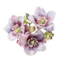 Fototapeta na wymiar flower - lovely Bouquet. Hellebore: Serenity and tranquility