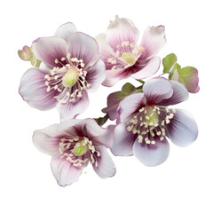 flower -  Purple Bouquet Hellebore: Serenity and tranquility