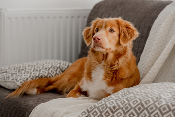 Toller, A Nova Scotia Duck Tolling Retriever, Lies On The Couch