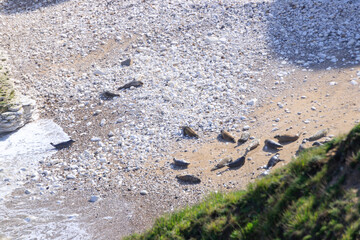 Peaceful Afternoon: Fur Seals Basking at Bempton Cliffs Beach