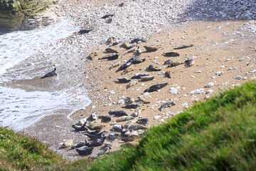 Peaceful Afternoon: Fur Seals Basking at Bempton Cliffs Beach