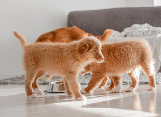 Three Toller Puppies Are Drinking From One Bowl At Home, A Nova Scotia Duck Tolling Retriever Breed