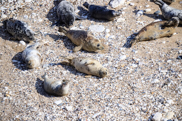 Peaceful Afternoon: Fur Seals Basking at Bempton Cliffs Beach