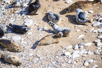 Peaceful Afternoon: Fur Seals Basking at Bempton Cliffs Beach