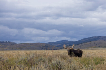 Bull Moose in Grand Teton National Park Wyoming During the Rut in Autumn