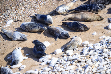 Peaceful Afternoon: Fur Seals Basking at Bempton Cliffs Beach