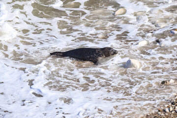 Obraz premium A Graceful Arrival: Seal at Bempton Cliffs Beach