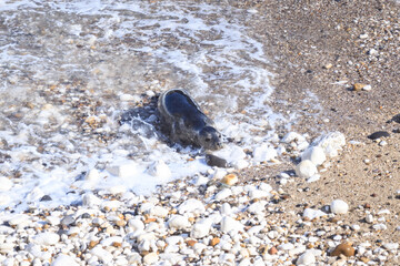 A Graceful Arrival: Seal at Bempton Cliffs Beach