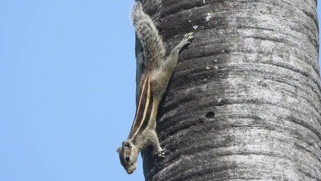 Squirrel enjoying - relaxing - fingers .