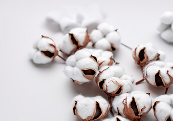 white cotton flowers