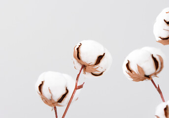 white cotton flowers