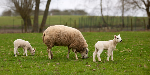 White Flemish ewe sheep with lambs on meadow
