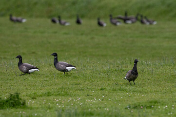 Branta bernicla - Brant Goose - Bernache cravant