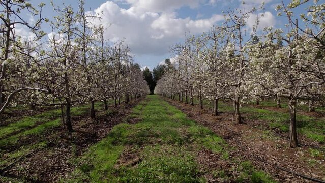 Huerto de perales, arboles de pera, drone