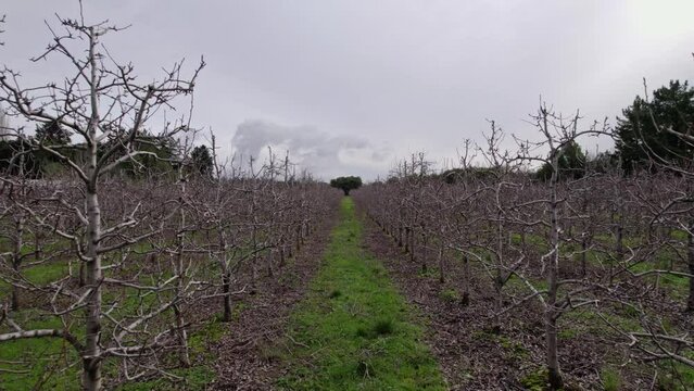 Huerto de perales, arboles de pera, drone