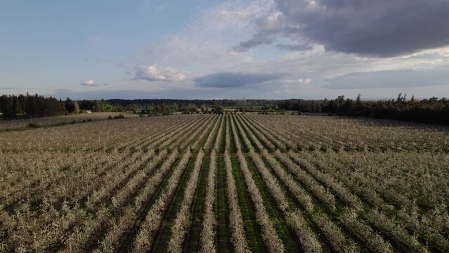 Huerto de perales, arboles de pera, drone