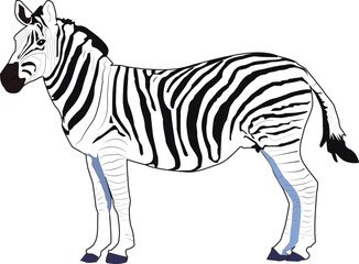 zebra vector illustration