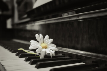 Piano and Flower - Beautiful - Keys - Vintage - Background - Music - Instrument - Close-Up -...