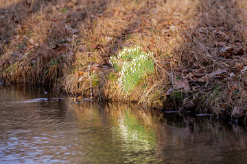 The first snowdrops bloom in February at a stream in Siebenbrunn