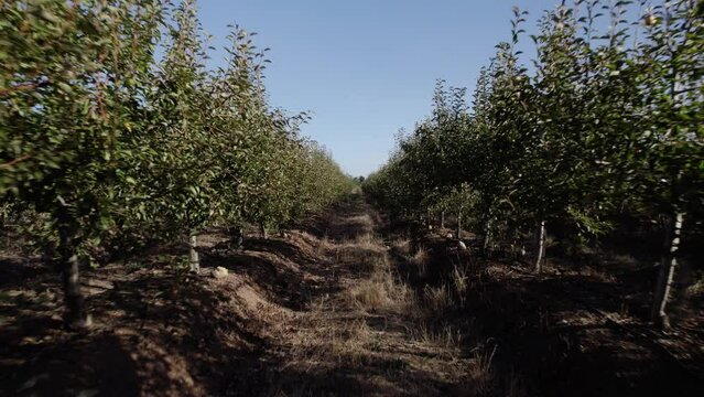 Huerto de perales, arboles de pera, drone