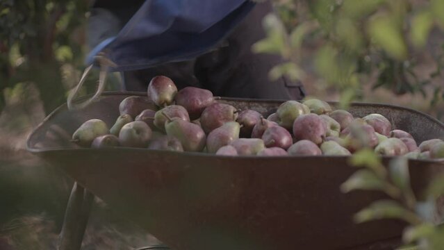 Agricultor cosecha peras