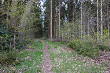 footpath in the woods